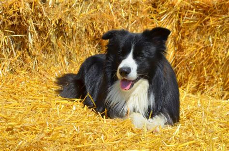 collies shed